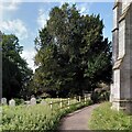 SX9392 : The Heavitree Yew  by A J Paxton