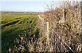 NY1945 : High Scales trig pillar in hedge beside field by Luke Shaw