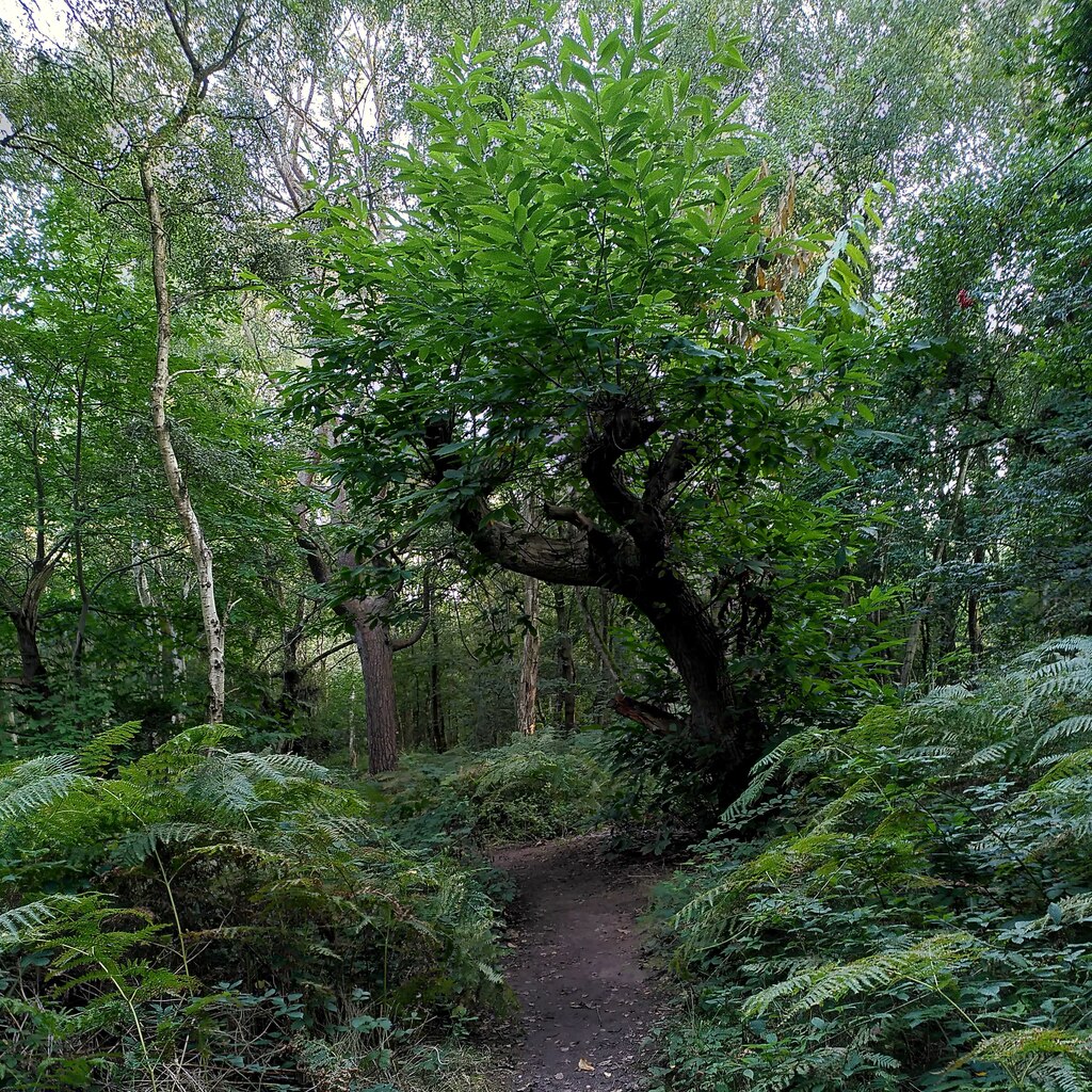 sweet-chestnut-tree-crackley-wood-a-j-paxton-geograph-britain-and