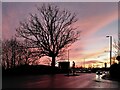 SX9692 : Oak tree at sunset, Honiton Road, Exeter by A J Paxton