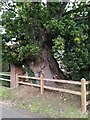 SP2872 : Bole of a pedunculate oak, Fieldgate Lane, Kenilworth by A J Paxton