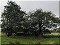 A pair of alder trees, Balsall Common