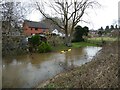 SJ3922 : The River Perry in winter flood at Ruyton-XI-Towns by Jeremy Bolwell