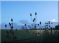 Teasels, Faversham