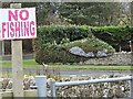 Hedge cut and shaped like a killer whale (Orca)