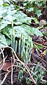 Snowdrops emerging on New Year