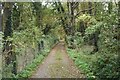 Leafy track near Eythrope