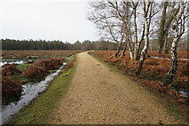 SU2804 : Path at Poundhill Heath, New Forest by Ian S