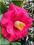 SO7119 : Camellia sasanqua by Jonathan Billinger
