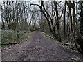 Woodland next to the Hollingbury Park Golf Course