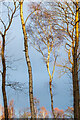 TL7805 : Sunlit Birches at Little Baddow Heath by Roger Jones