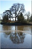 SO8744 : Tree in Croome Park by Philip Halling