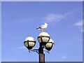 SH7883 : A young seagull perched on a lamppost on Llandudno Pier by Rod Grealish