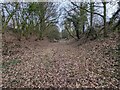 SJ4106 : Nature reclaims the old railway line by TCExplorer