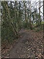 SO9003 : Woodland Path, Oldhills Wood, nr Avenis Green, Gloucestershire by J I Cheetham