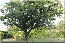 TL4440 : Tree on Crawley End Road by David Howard