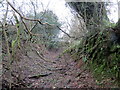 Llwybr wedi ei esgeuluso / A neglected path