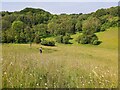 TQ5460 : Grassland on Eastdown by John P Reeves