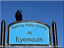 NT9464 : Rook keeping watch from Eyemouth Sign by Jennifer Petrie