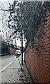 ST3089 : Overhanging brambles alongside Malpas Road, Crindau, Newport by Jaggery