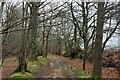 SY1595 : The East Devon Way entering woods on Farway Hill by Tim Heaton