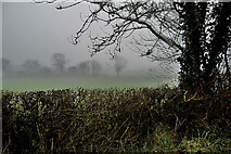 H4569 : Misty at Lissan by Kenneth  Allen