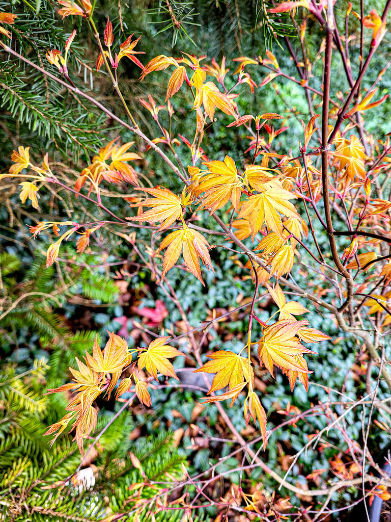 Early acer foliage © Jonathan Billinger :: Geograph Britain and Ireland