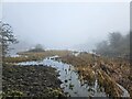 Cassop Vale Pond