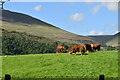 Cattle grazing