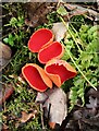 NS5579 : Elfcups, Blanefield by Richard Sutcliffe