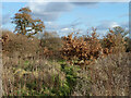 Footpath Westmeston 14b, Mid Sussex Golf Club