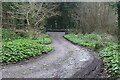 Exit from Castle Dock Wood to minor road