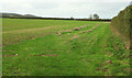 Field by Vicarage Barn