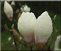 SX9065 : Rain on magnolia, Cricketfield Road, Torquay by Derek Harper