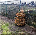 Brown Christmas tree, Rockingham Terrace, Briton Ferry