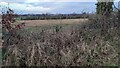 View of fields over hedge on NW side of road near Low Longthwaite