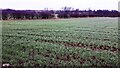 NY2746 : Field on NE side of B5305 opposite Greenrigg Farm by Luke Shaw