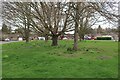 Trees and daffodils by Prentice Close