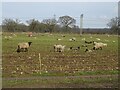 Sheep with lambs near Warren House