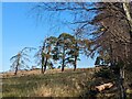 A line of pine trees