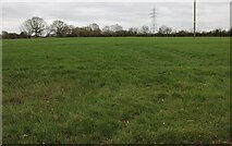 TL7900 : Field by Crows Lane, Woodham Ferrers by David Howard