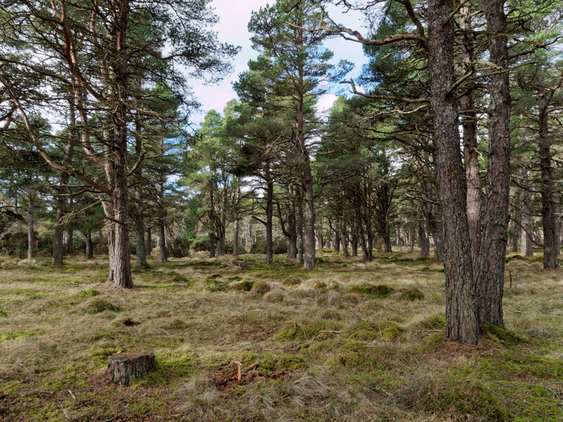 Colony Wood - A wood of significant... © Julian Paren :: Geograph ...