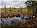 NJ0327 : Heather, pine and pools in Anagach Wood by Julian Paren