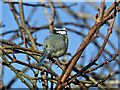 NT5434 : A blue tit at Melrose Abbey burial ground by Walter Baxter