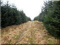 SS8089 : Llwybr o fewn planhigfa gonifferaidd / A path within a conifer plantation by Alan Richards