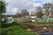 TQ3269 : Allotments at the end of Dale Park Road by David Martin