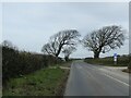 SX0571 : Windswept trees by B3266 by David Smith
