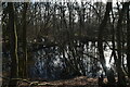TQ8233 : Pond, Nine Acre Wood by N Chadwick