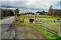 Donaghanie Road, Cranny