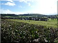 View over a hedgerow to Tregynon, Powys